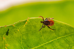 What To Do When You Find Ticks In Your Yard