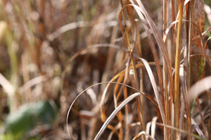 How To Kill Weeds In Your Yard