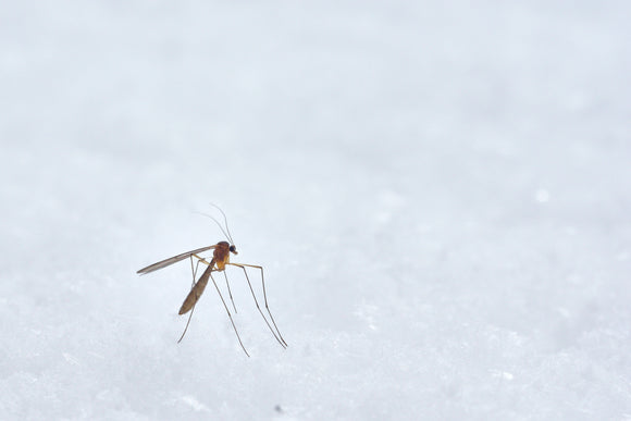 How To Avoid Mosquitoes Around Your Home